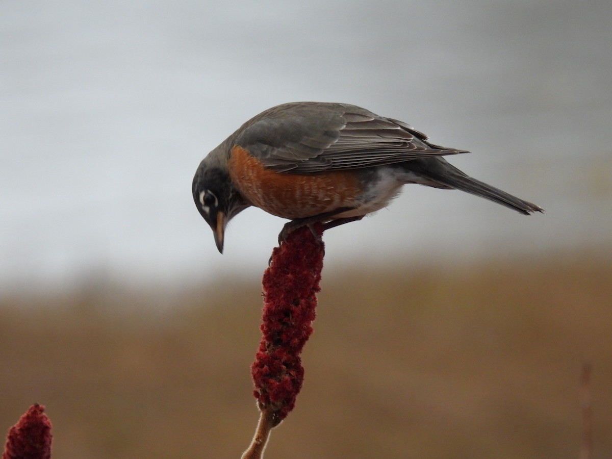 drozd stěhovavý - ML645600998