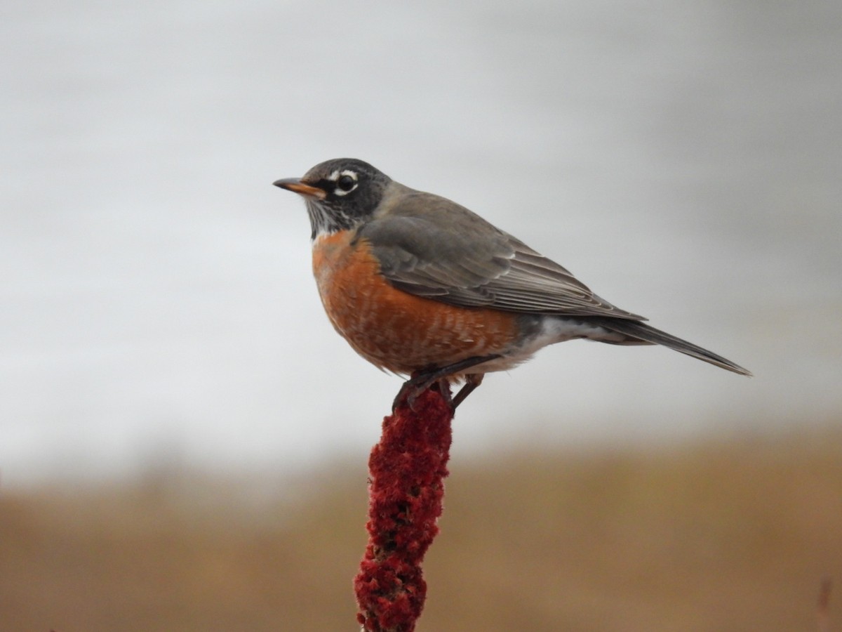 drozd stěhovavý - ML645600999