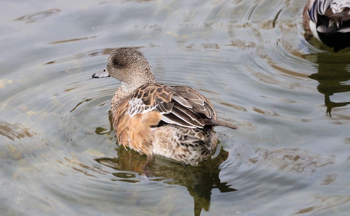 葡萄胸鴨 - ML645601000