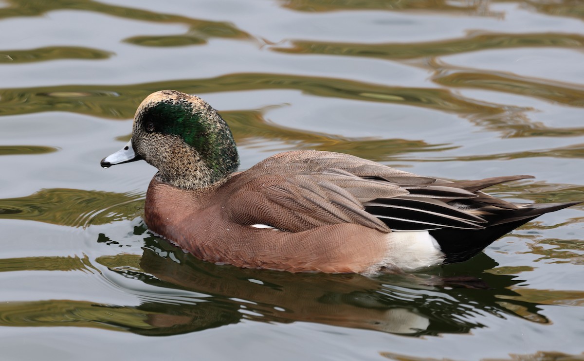 葡萄胸鴨 - ML645601001