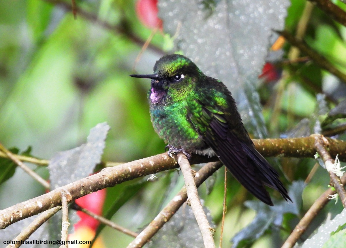 Tourmaline Sunangel - ML645601002