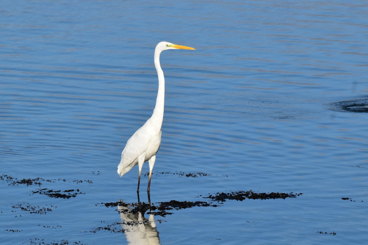 大白鷺 - ML645601003