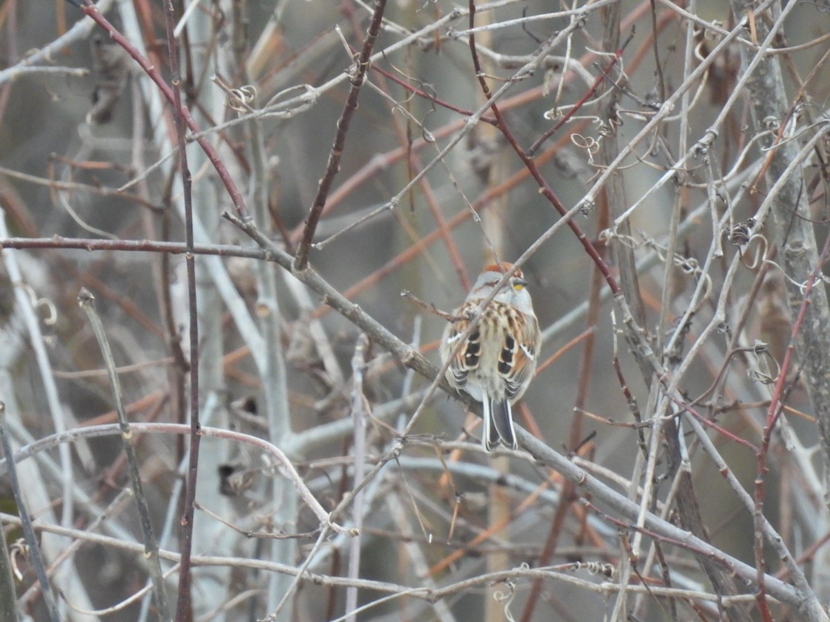 American Tree Sparrow - ML645601004