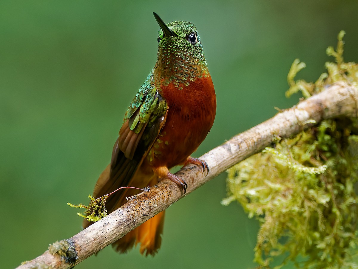 Chestnut-breasted Coronet - ML645601005