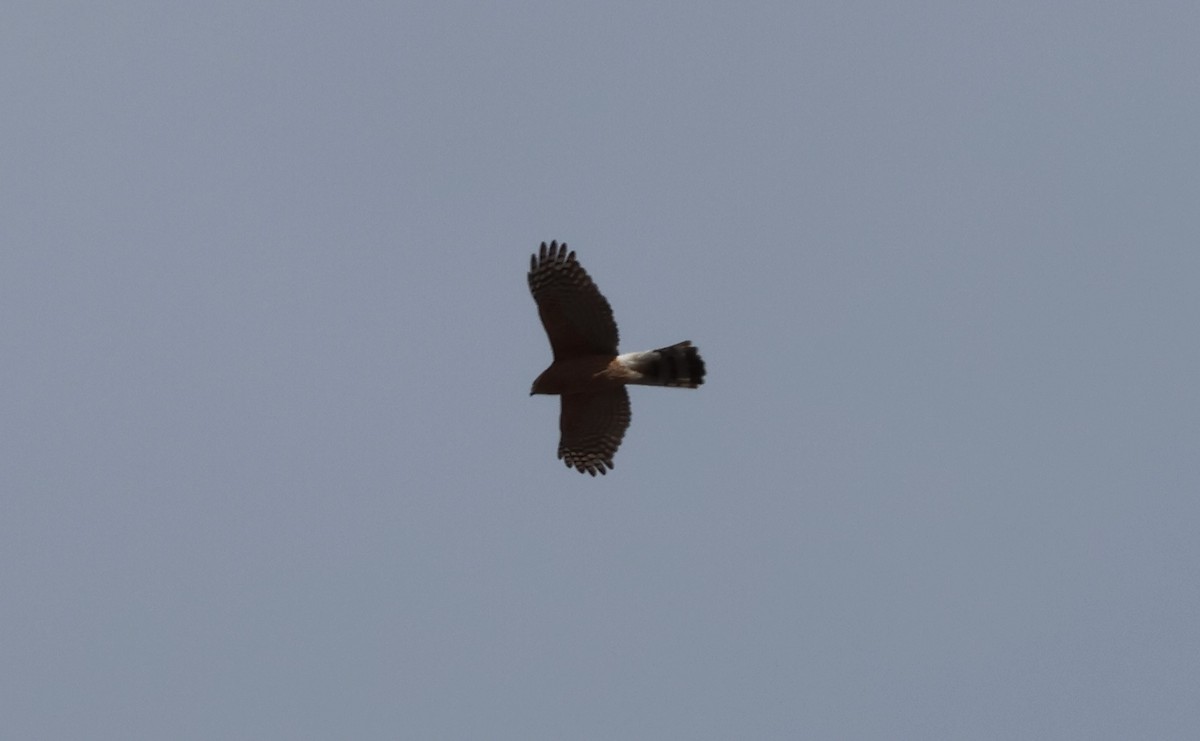 Cooper's Hawk - ML645601006