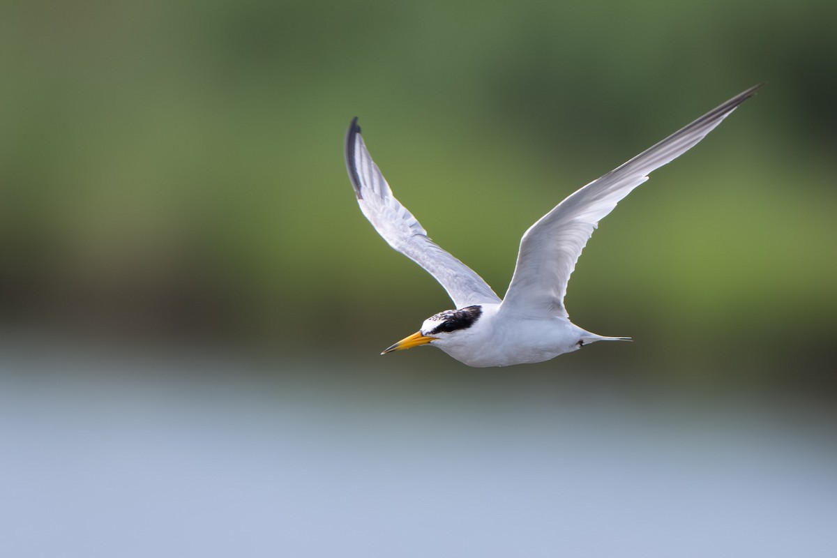 美洲小燕鷗 - ML645601010