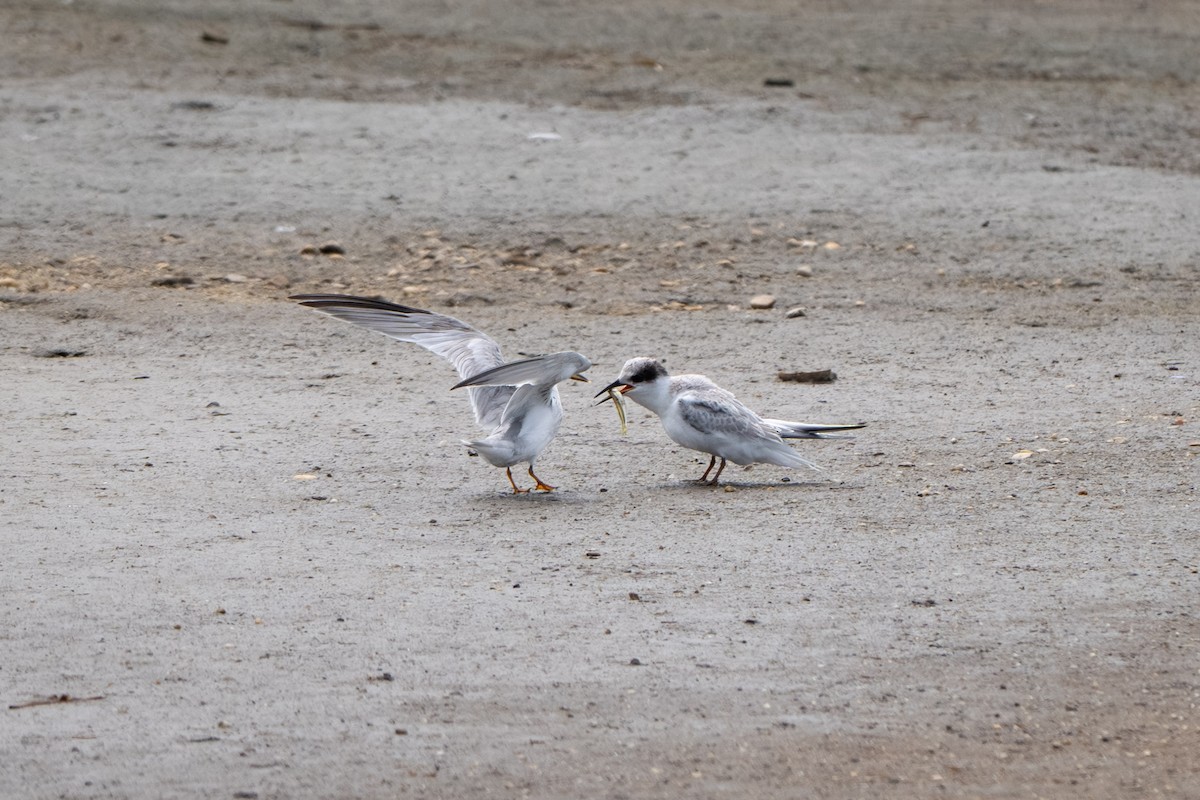 美洲小燕鷗 - ML645601011