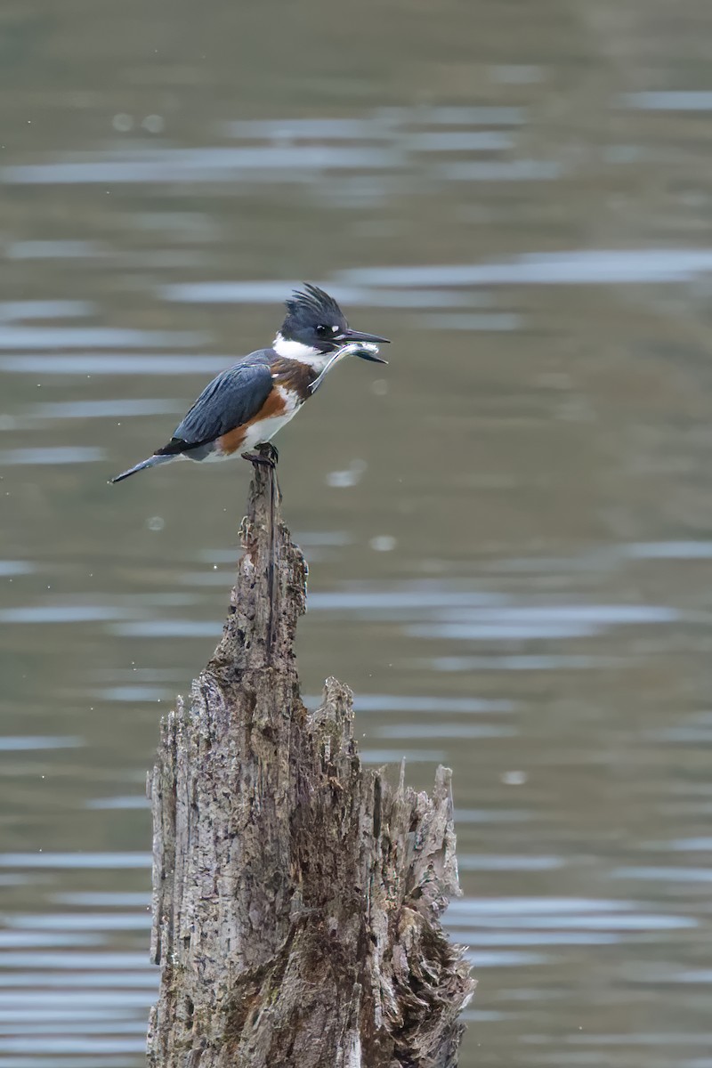 Belted Kingfisher - ML645601012