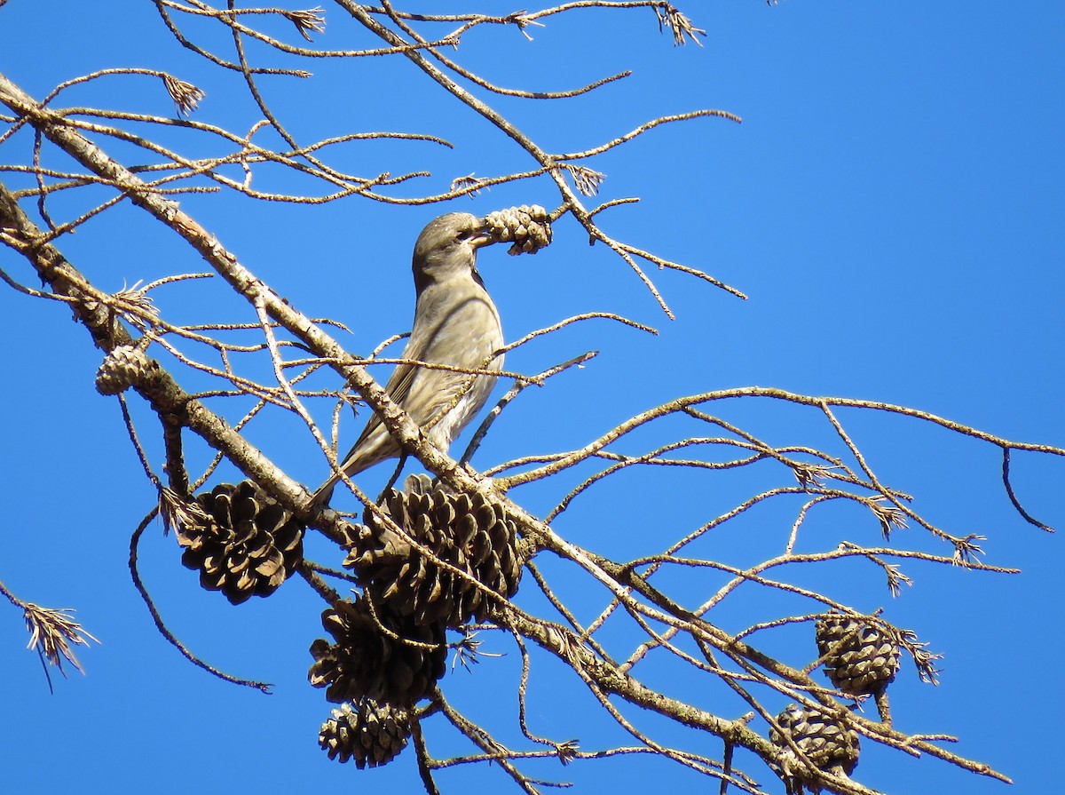 紅交嘴雀(poliogyna) - ML645601014