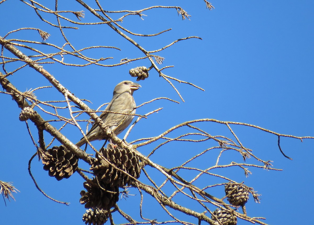 紅交嘴雀(poliogyna) - ML645601015