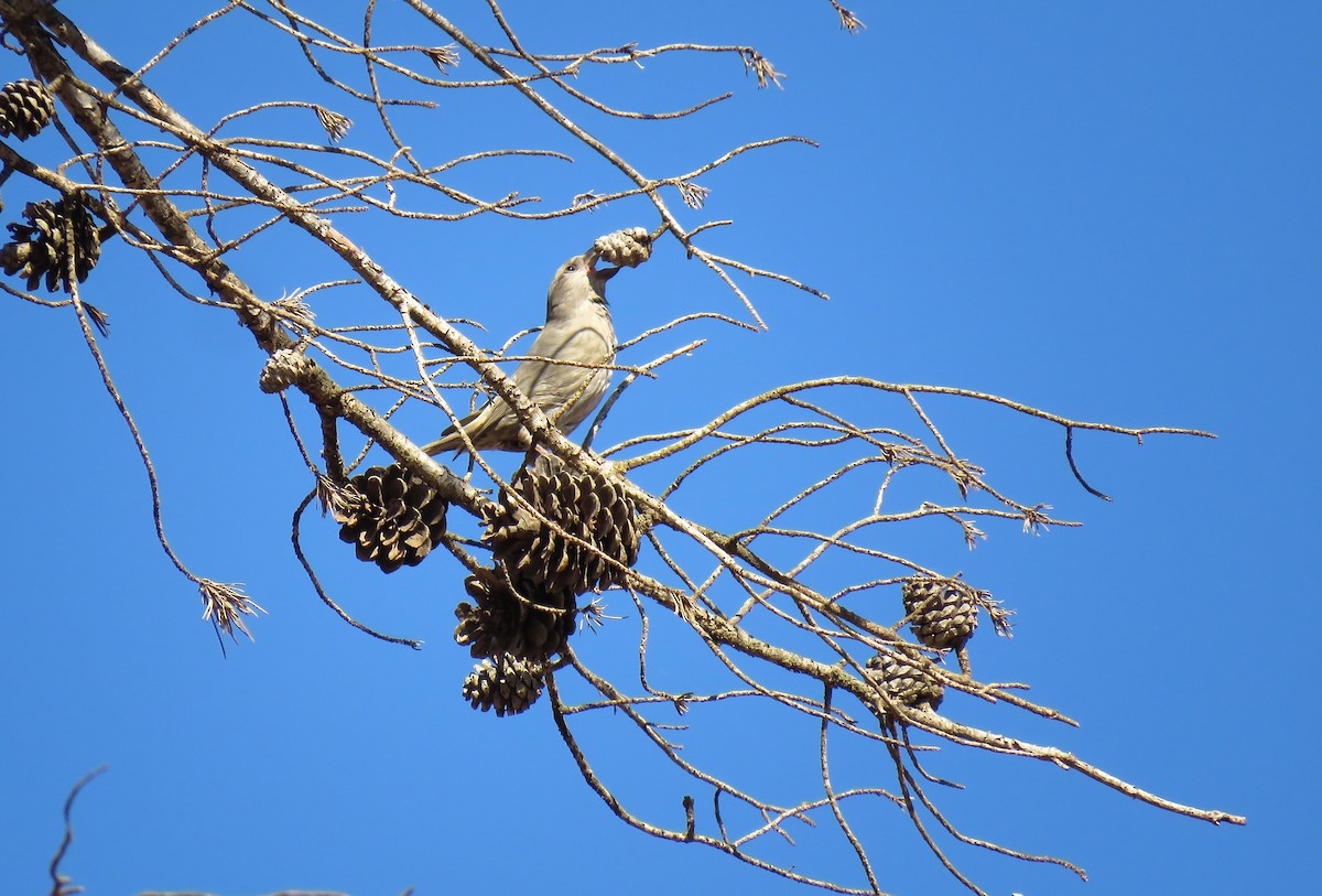 紅交嘴雀(poliogyna) - ML645601016