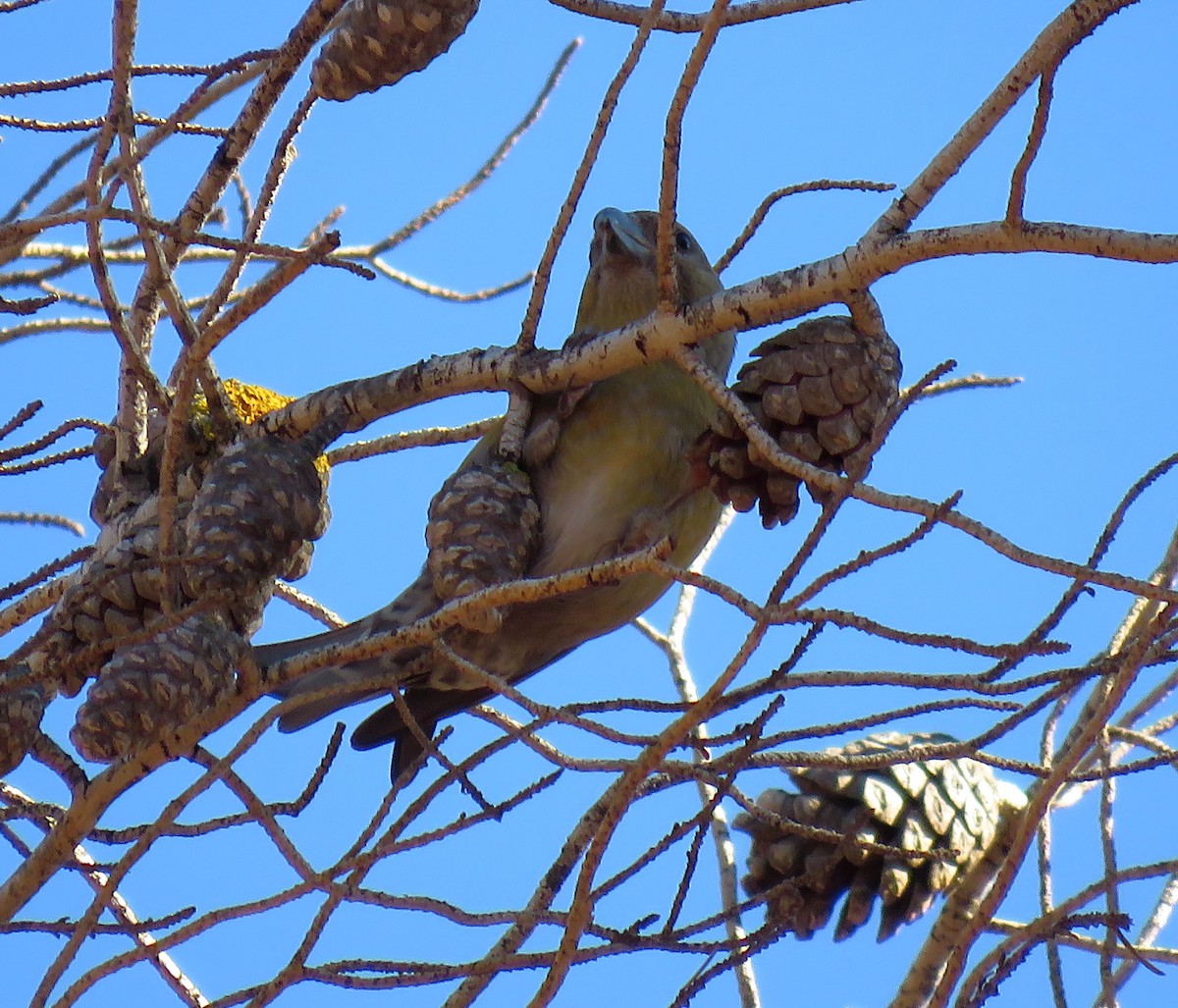 紅交嘴雀(poliogyna) - ML645601017