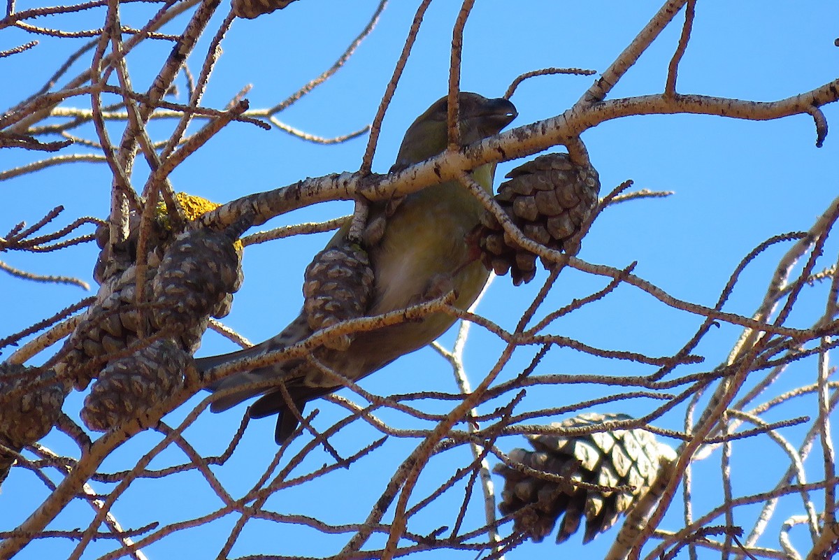 紅交嘴雀(poliogyna) - ML645601018
