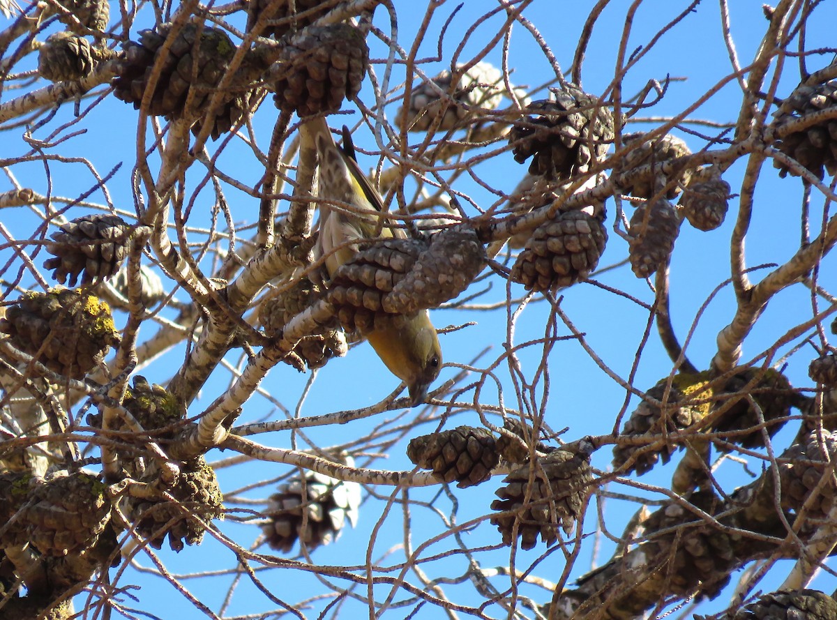 紅交嘴雀(poliogyna) - ML645601019