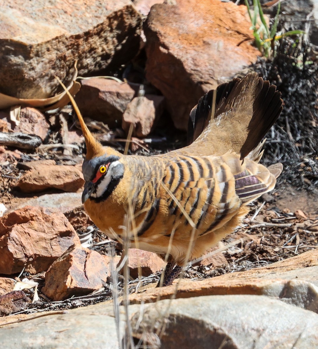 Spinifex Pigeon - ML645601021
