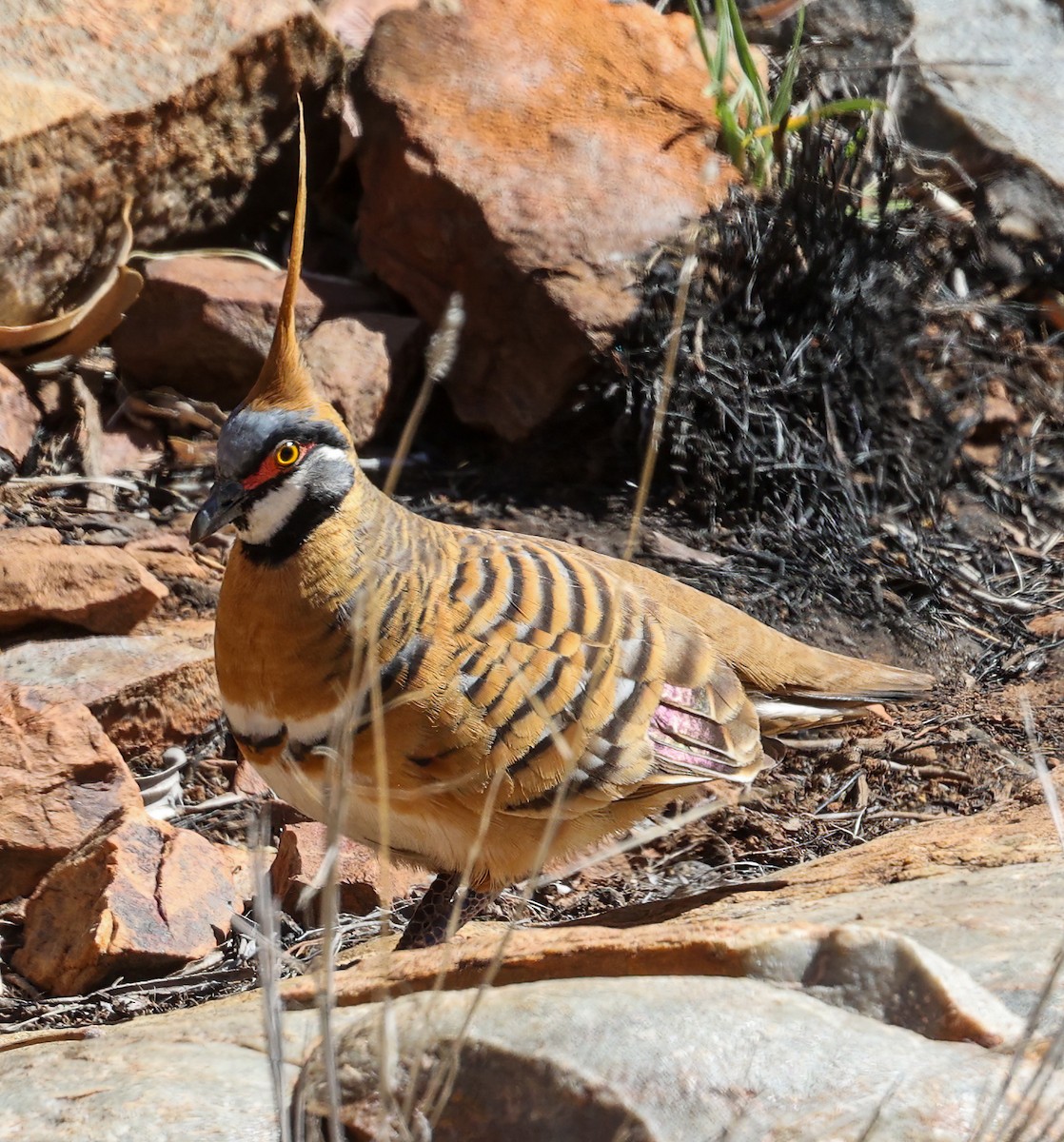 Spinifex Pigeon - ML645601022