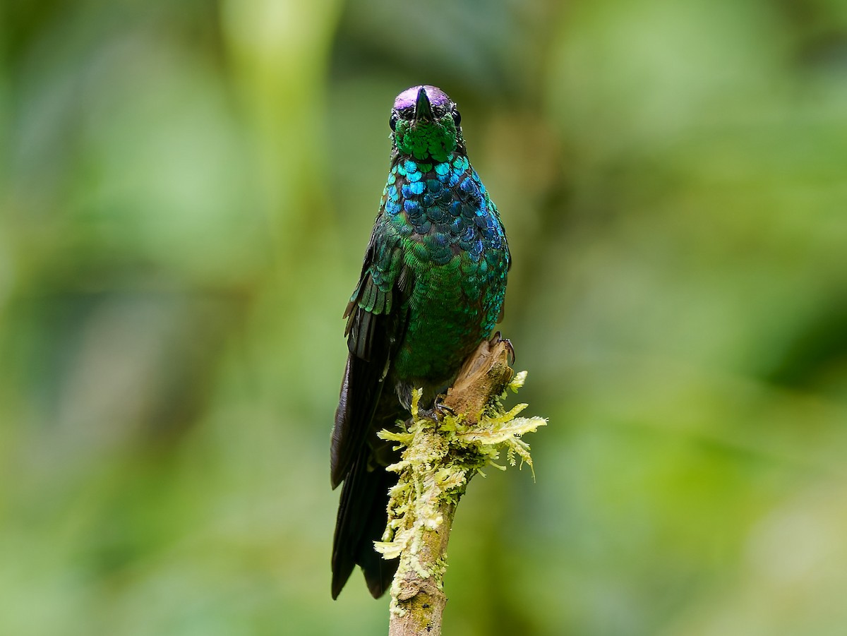 Violet-fronted Brilliant - ML645601023