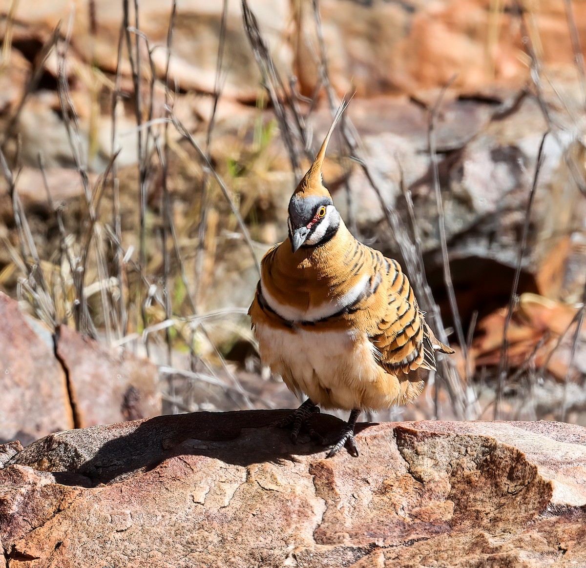 Spinifex Pigeon - ML645601024