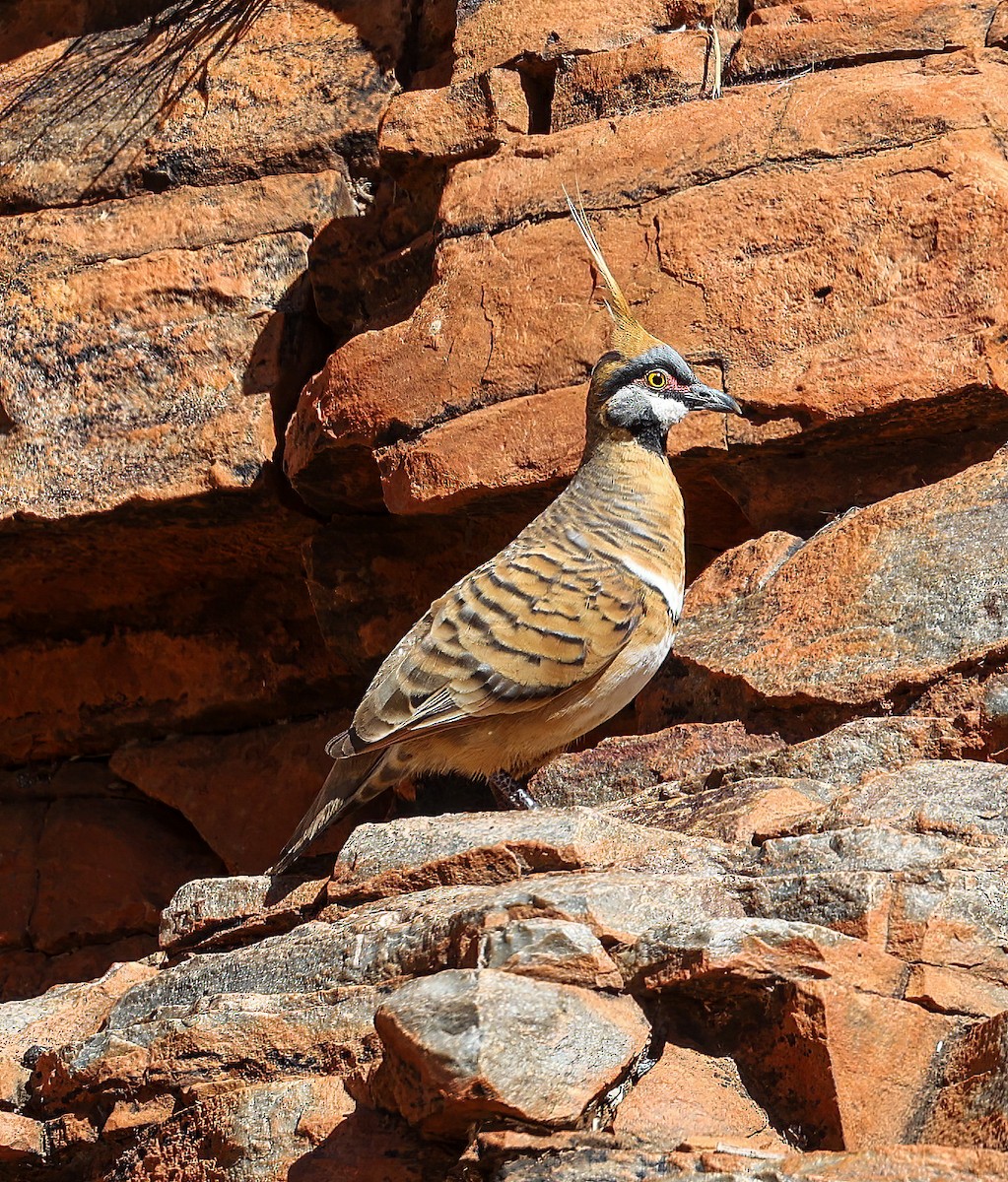 Spinifex Pigeon - ML645601025