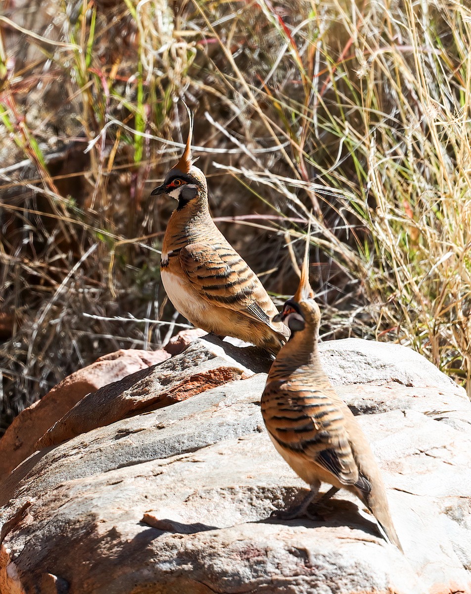 Spinifex Pigeon - ML645601026