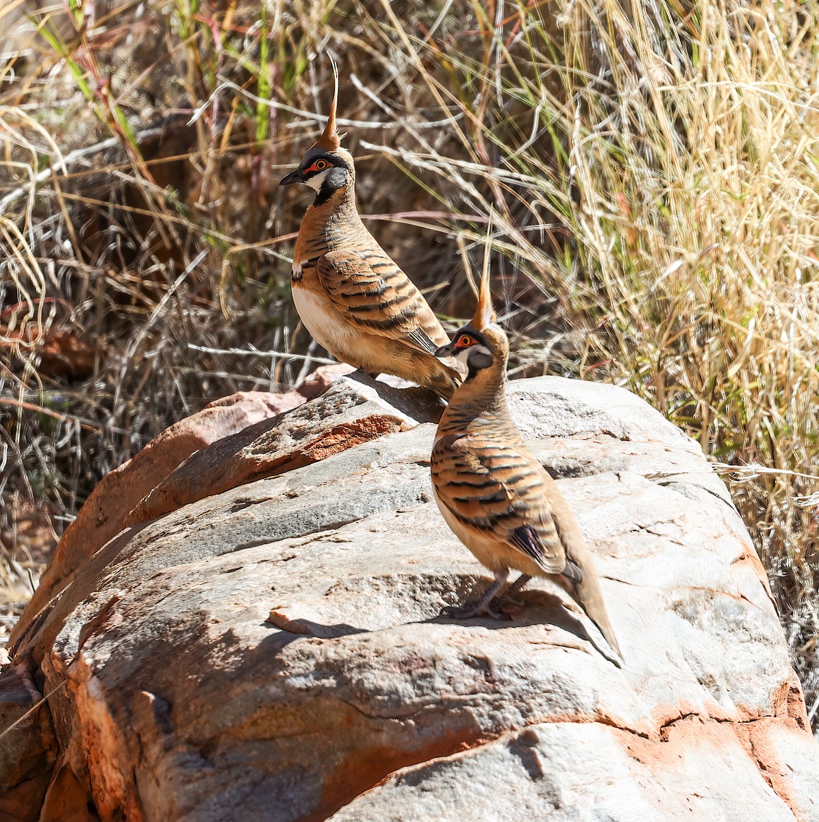 Spinifex Pigeon - ML645601027