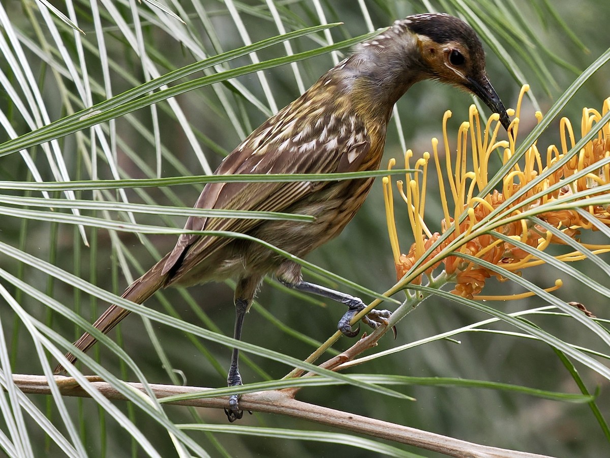 Macleay's Honeyeater - ML645601028