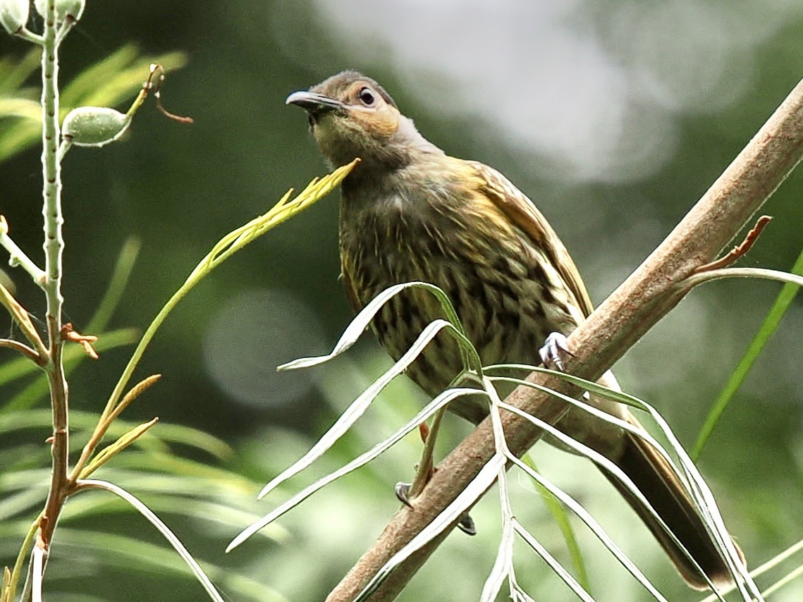 Macleay's Honeyeater - ML645601029