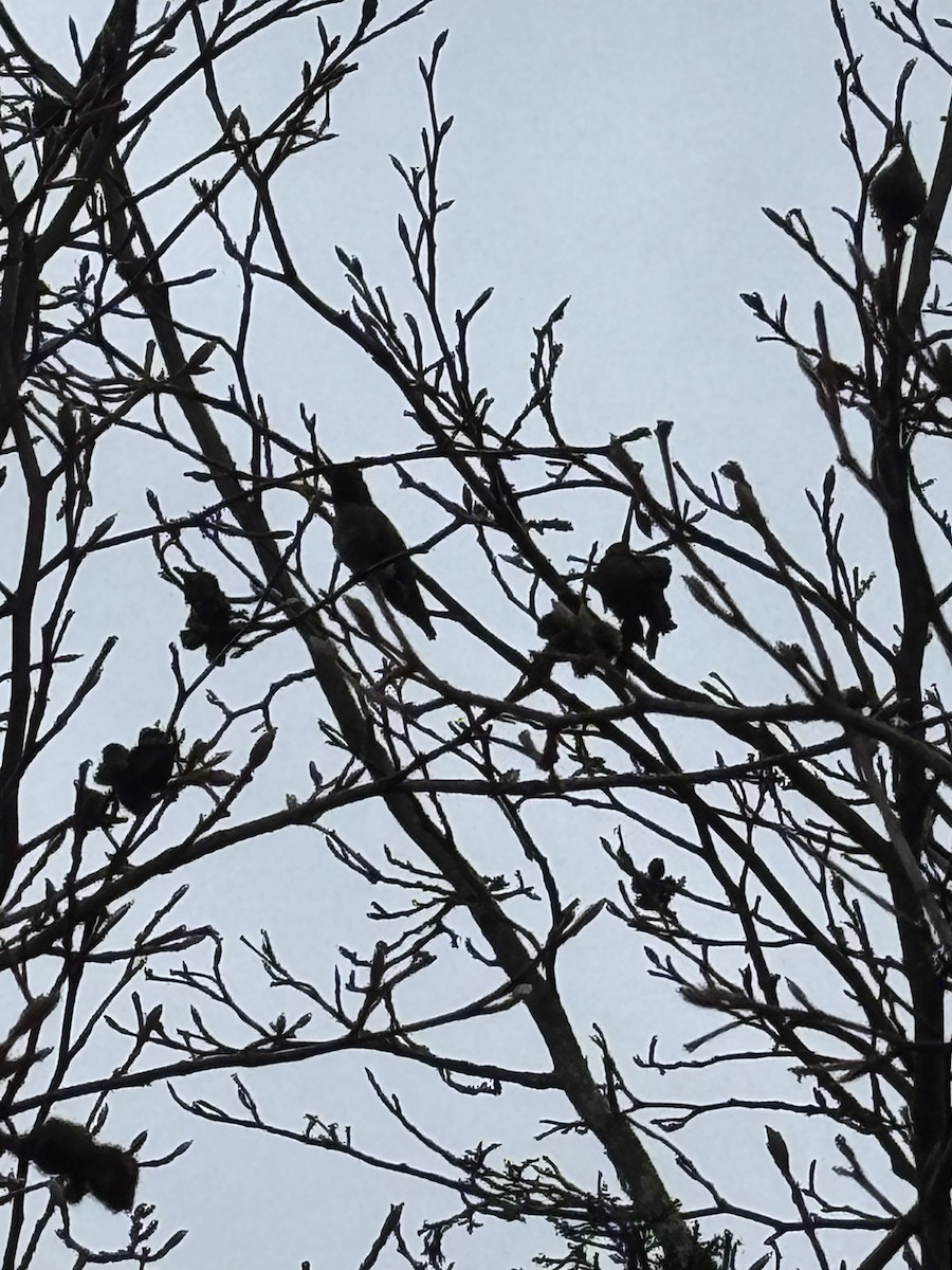 Anna's Hummingbird - ML645601030