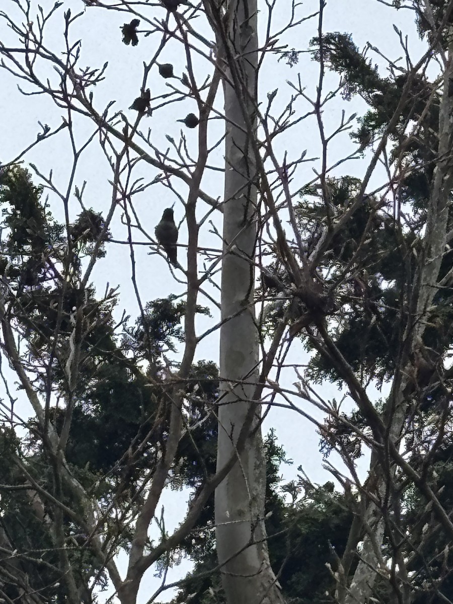 Anna's Hummingbird - ML645601031