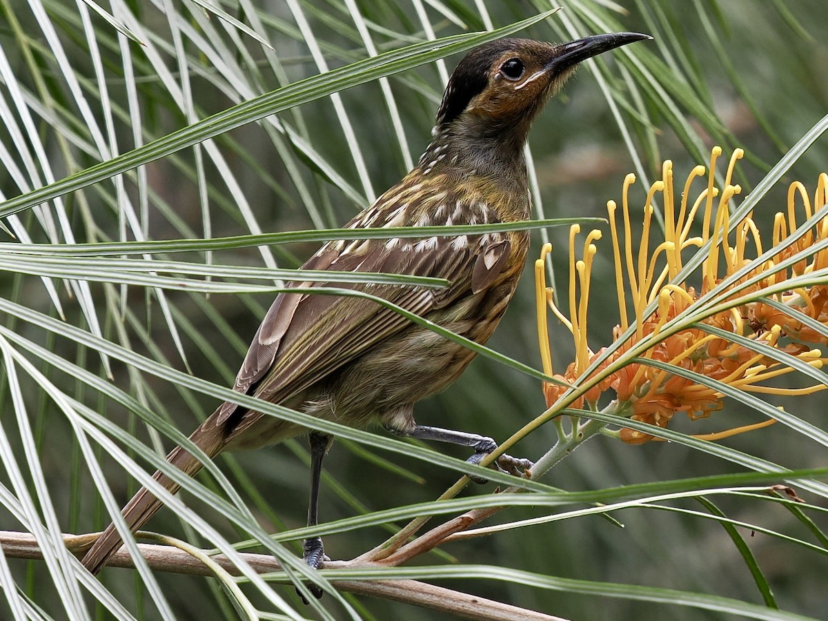 Macleay's Honeyeater - ML645601033