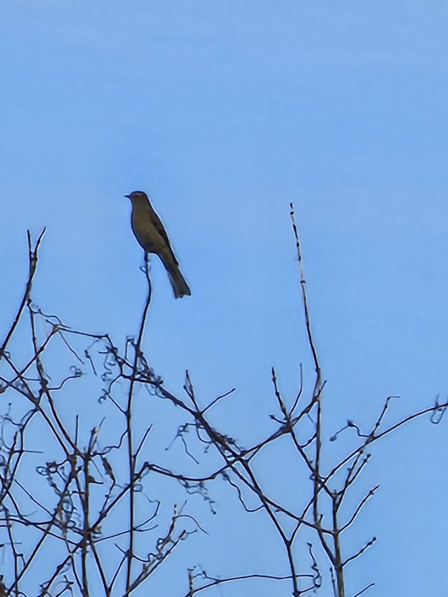 Townsend's Solitaire - ML645601043