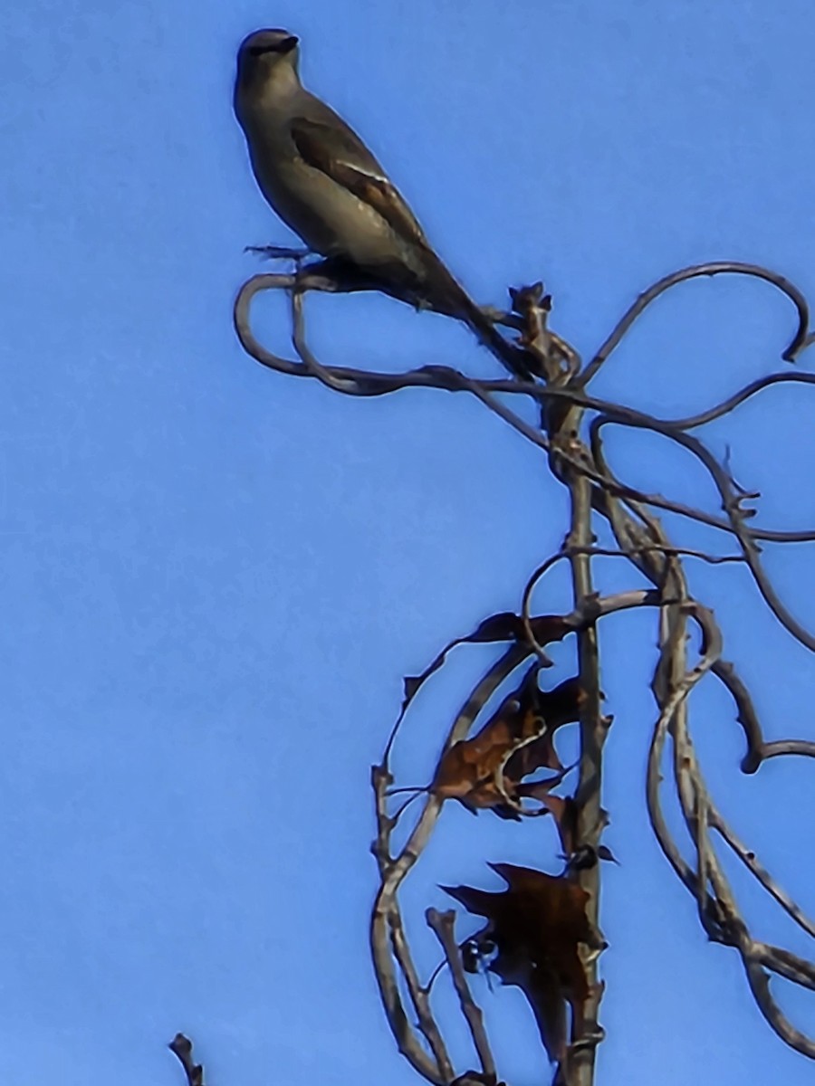 Townsend's Solitaire - ML645601044