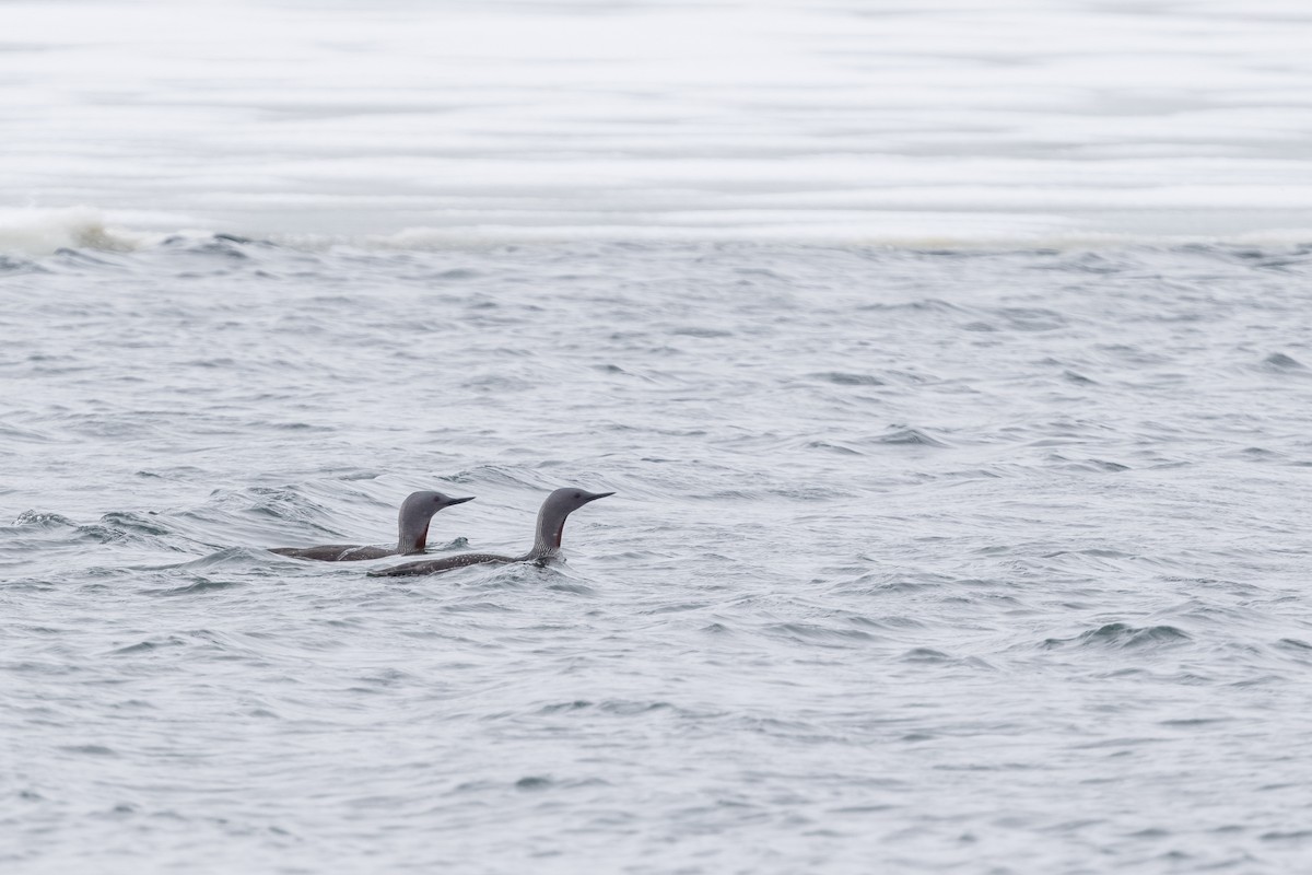Red-throated Loon - ML645601050