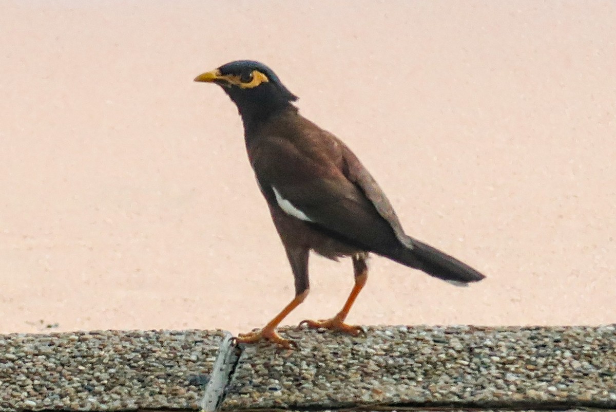 מיינה מצויה - ML645601052