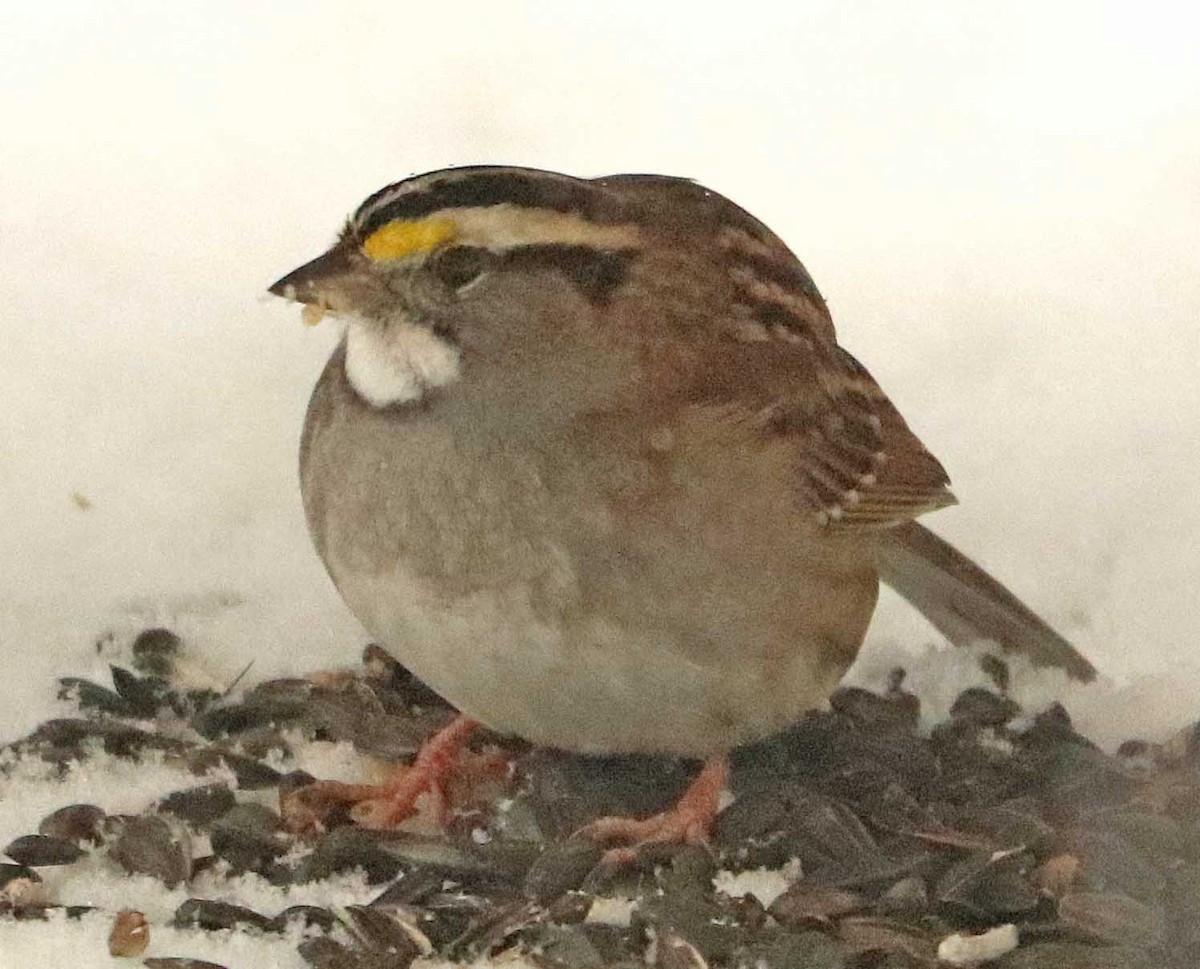 White-throated Sparrow - ML645601062