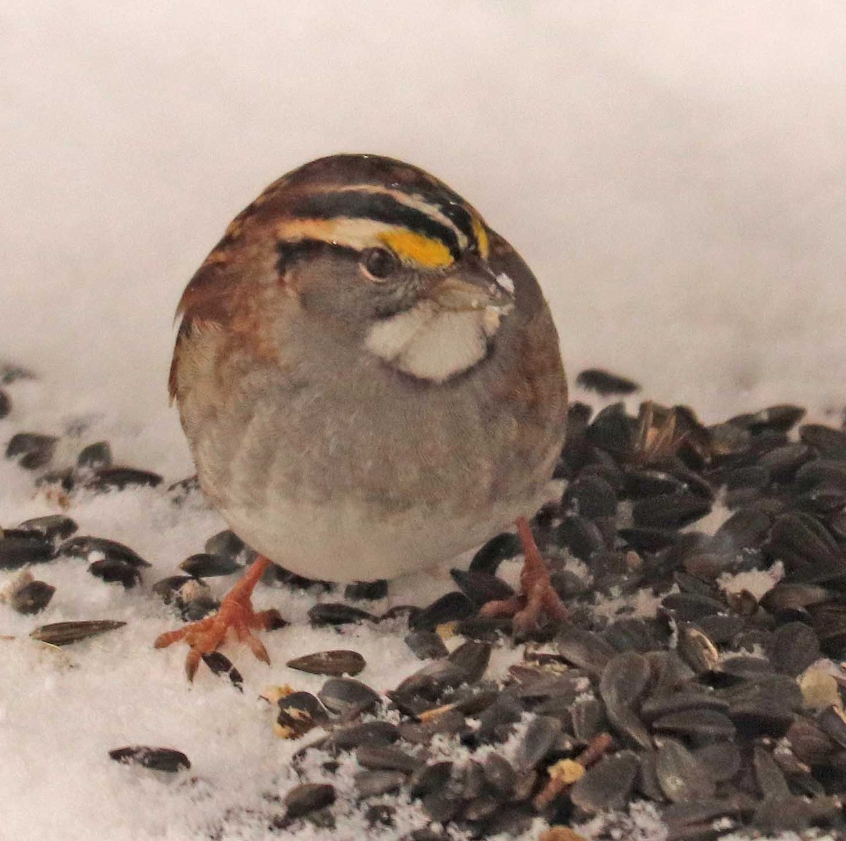 White-throated Sparrow - ML645601064