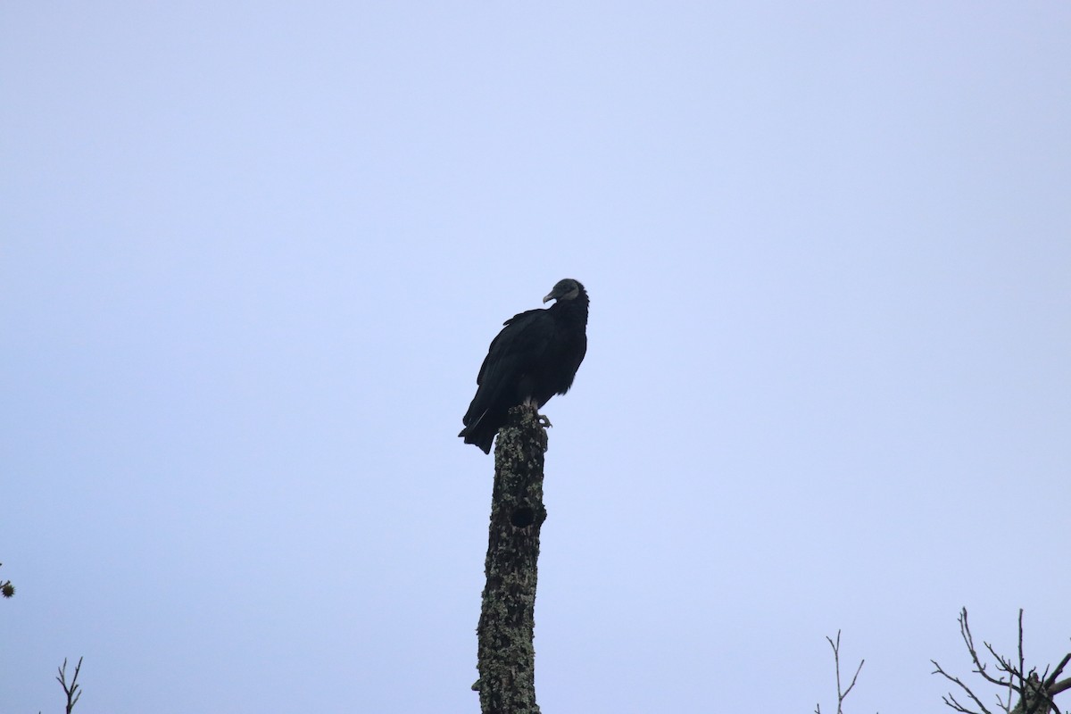 Black Vulture - ML645601082