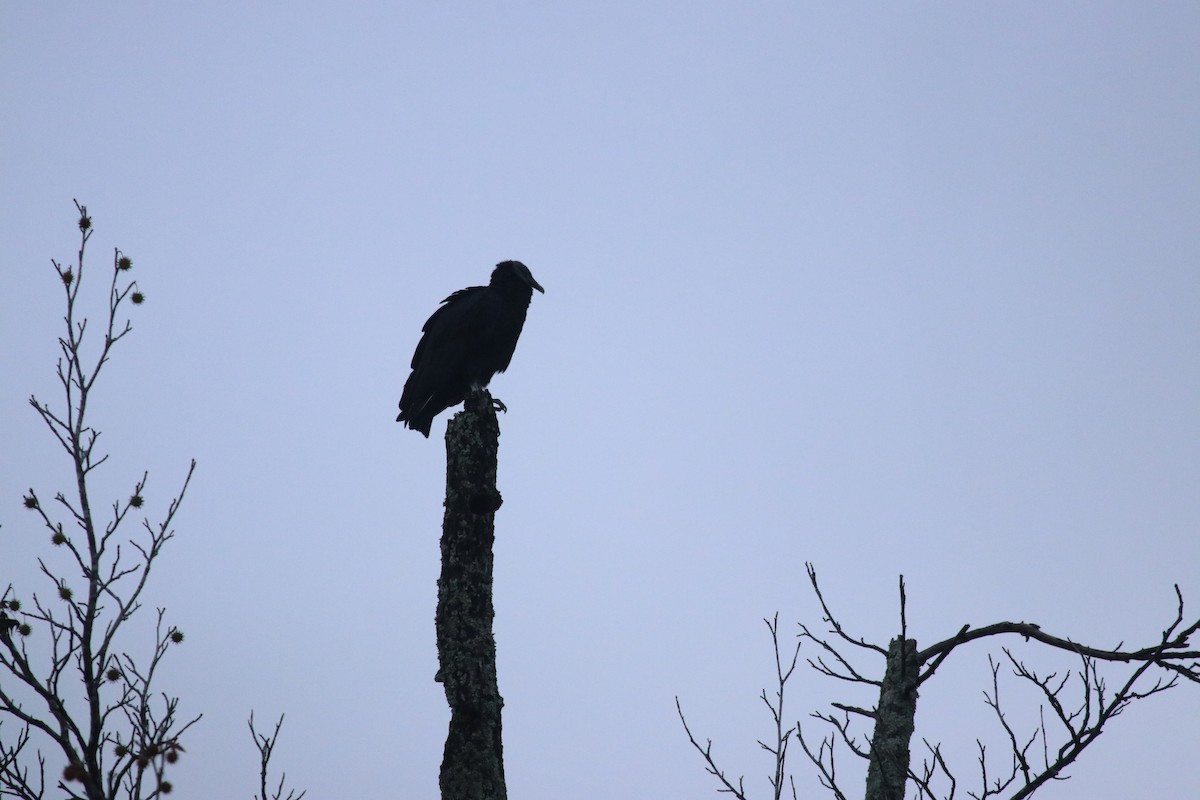 Black Vulture - ML645601083
