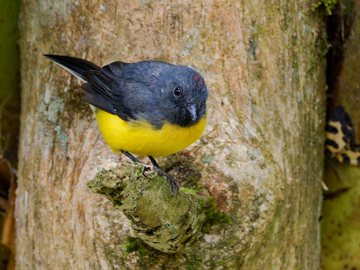 Slate-throated Redstart - ML645601098