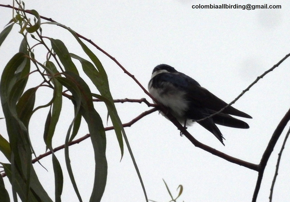 vlaštovka modrobílá - ML645601100