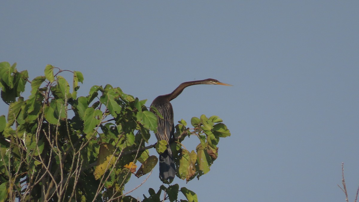 Oriental Darter - ML645601101