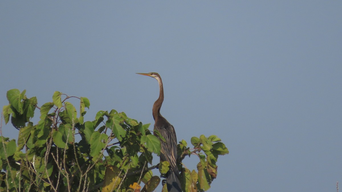 Oriental Darter - ML645601102