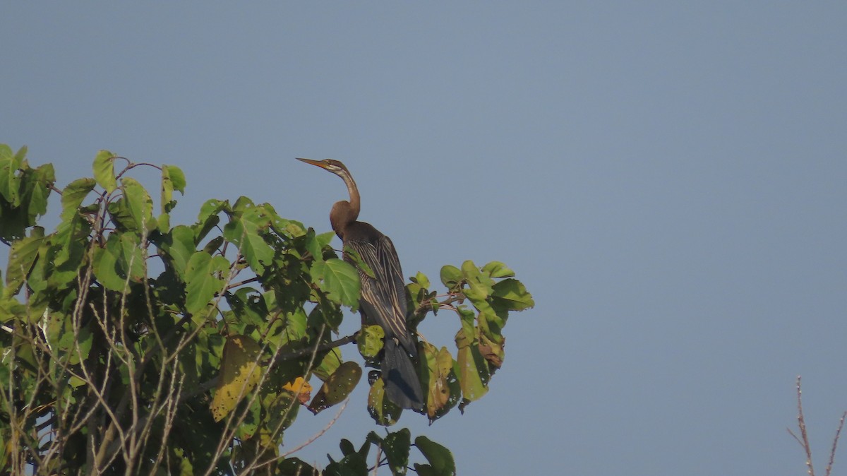 Oriental Darter - ML645601103