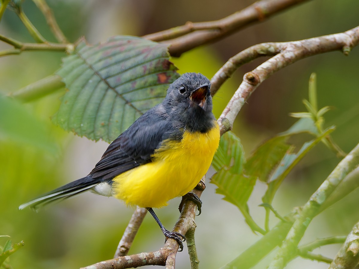 Slate-throated Redstart - ML645601105