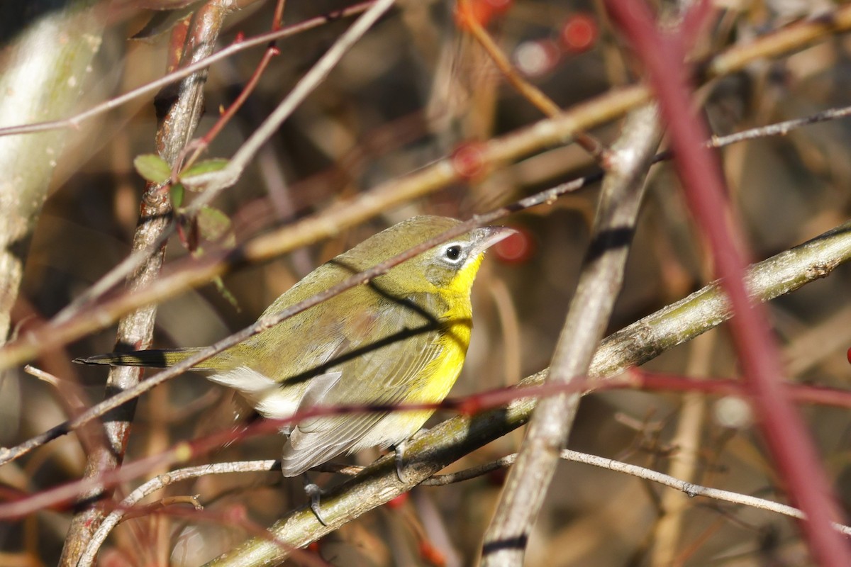Yellow-breasted Chat - ML645601106