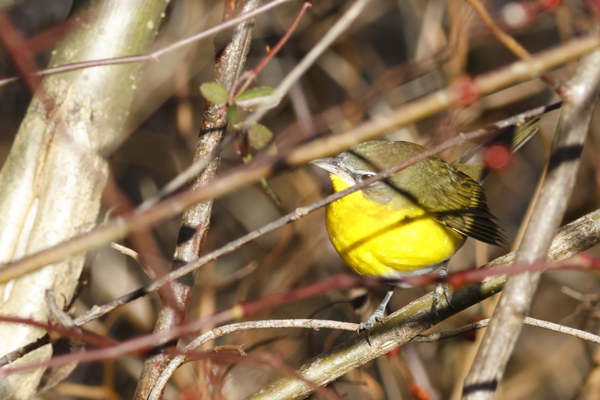 Yellow-breasted Chat - ML645601107