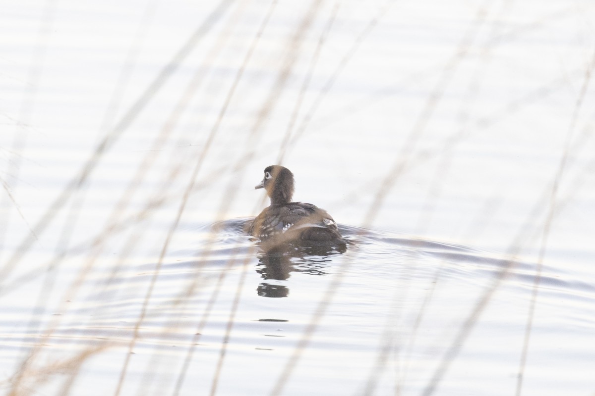 Wood Duck - ML645601108