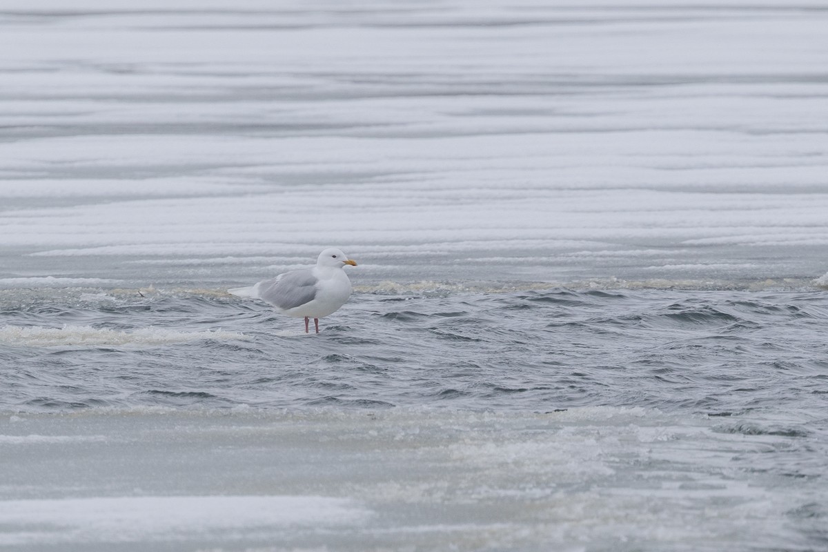 アイスランドカモメ - ML645601109