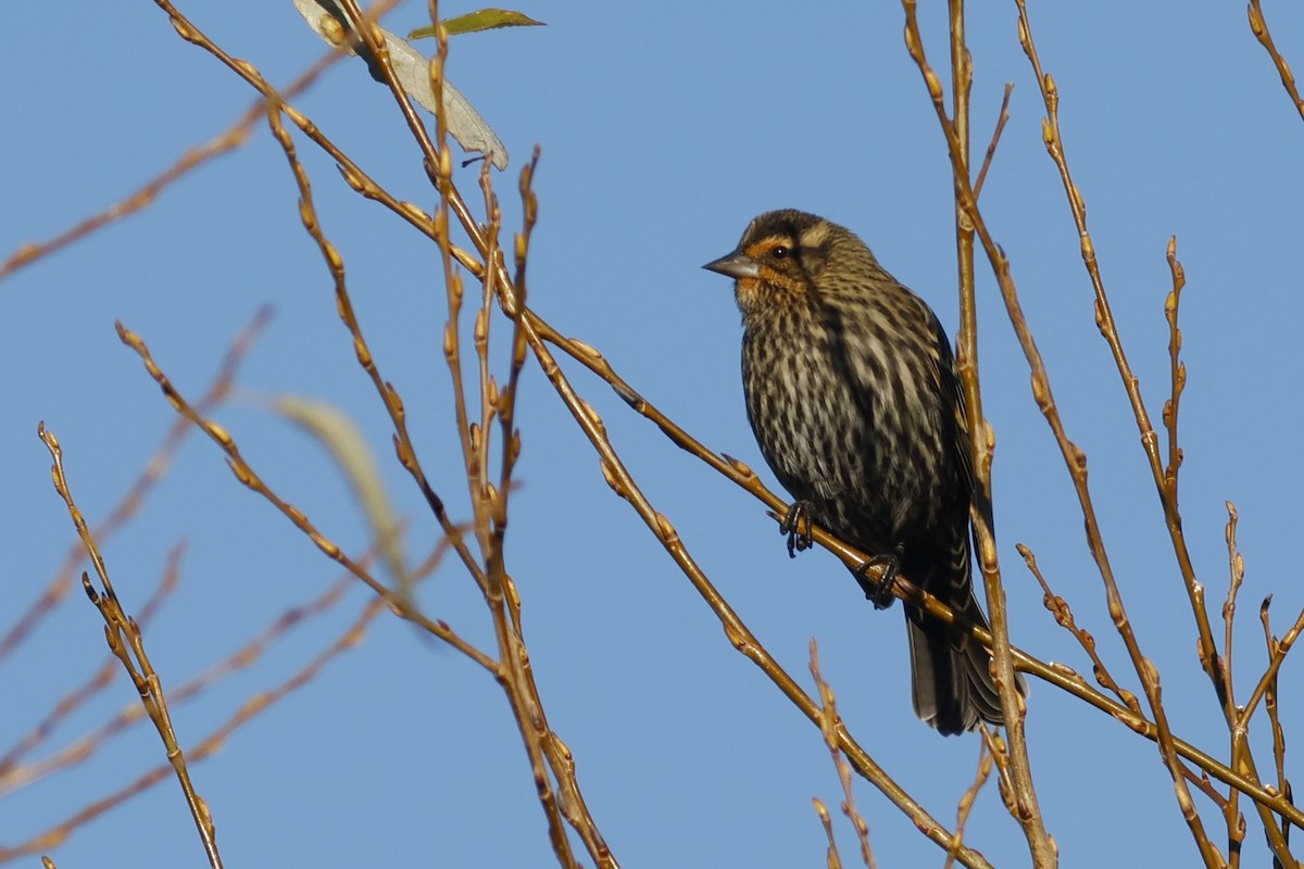 Red-winged Blackbird - ML645601113