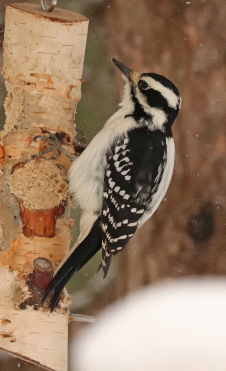 Hairy Woodpecker - ML645601116